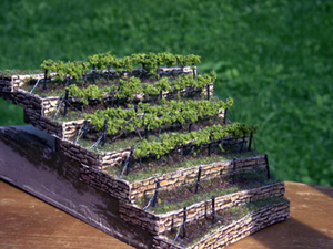 romatischer Weinberg