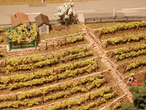 romatischer Weinberg